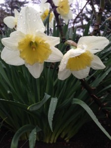 daffodils 2